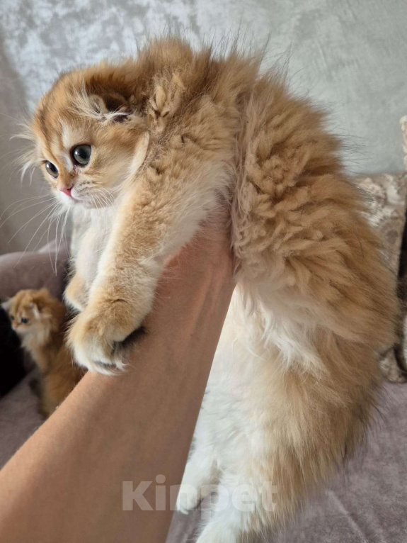 Кошки в Долгопрудном: Девочка Девочка, 230 000 руб. - фото 4