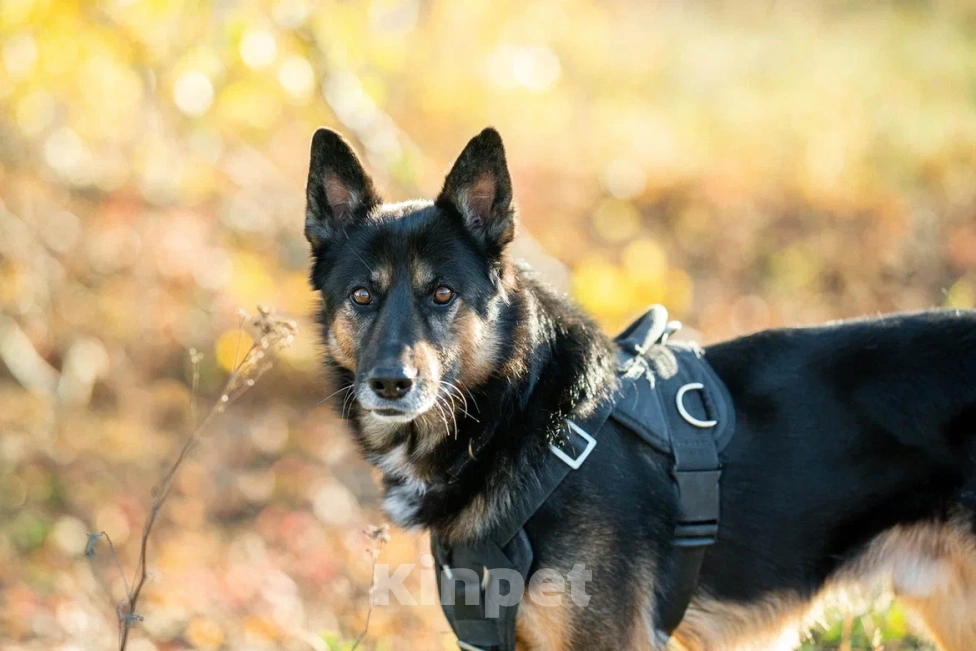 Собаки в Москве: Красавец Арчи Мальчик, Бесплатно - фото 2