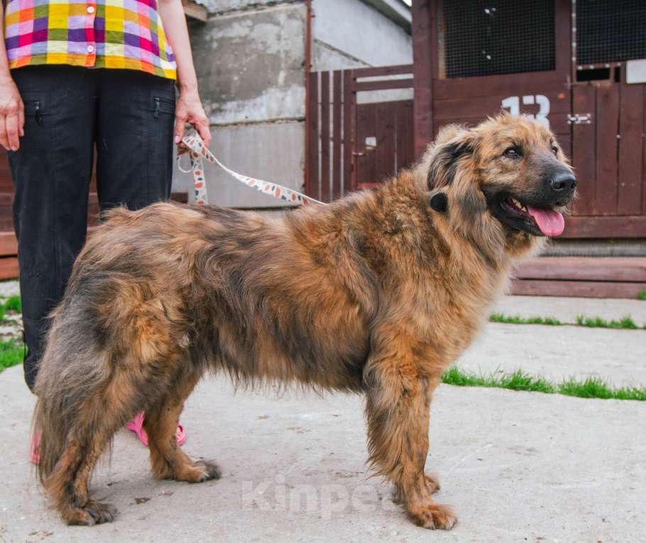 Собаки в Москве: Ласкуша Тигруля в поисках дома и хозяина. Мальчик, Бесплатно - фото 7