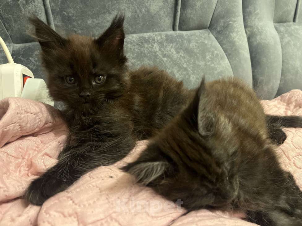 Кошки в Санкт-Петербурге: Баунти  Девочка, Бесплатно - фото 3