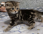 Кошки в Волгограде: Шотландские вислоухие котята Разнополые, Бесплатно - фото 1