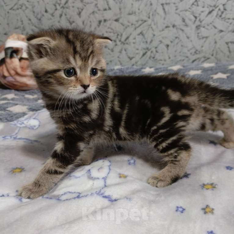 Кошки в Волгограде: Шотландские вислоухие котята Разнополые, Бесплатно - фото 1