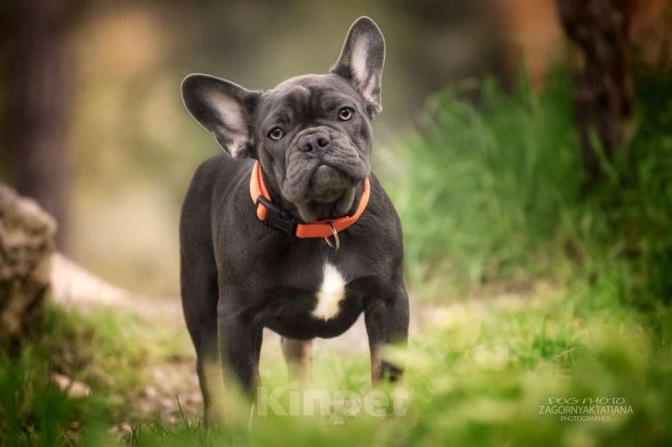 Собаки в Москве: щенки французского бульдога девочки голубой подпал  Девочка, 50 000 руб. - фото 4