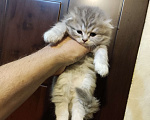 Кошки в Москве: Продаётся шотландский котёнок, хайленд фолд, окрас голубой дым, девочка. Девочка, 8 000 руб. - фото 5