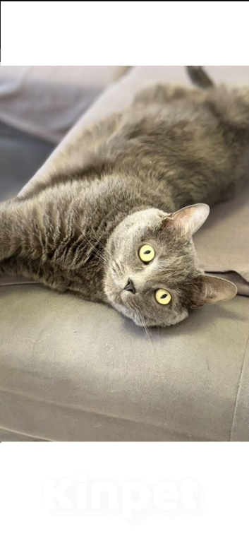 Кошки в Москве: Алекс  Мальчик, Бесплатно - фото 1