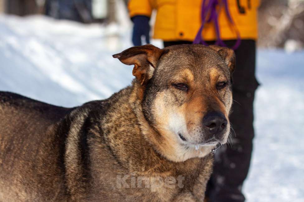Собаки в Балашихе: Джонни Мальчик, Бесплатно - фото 7