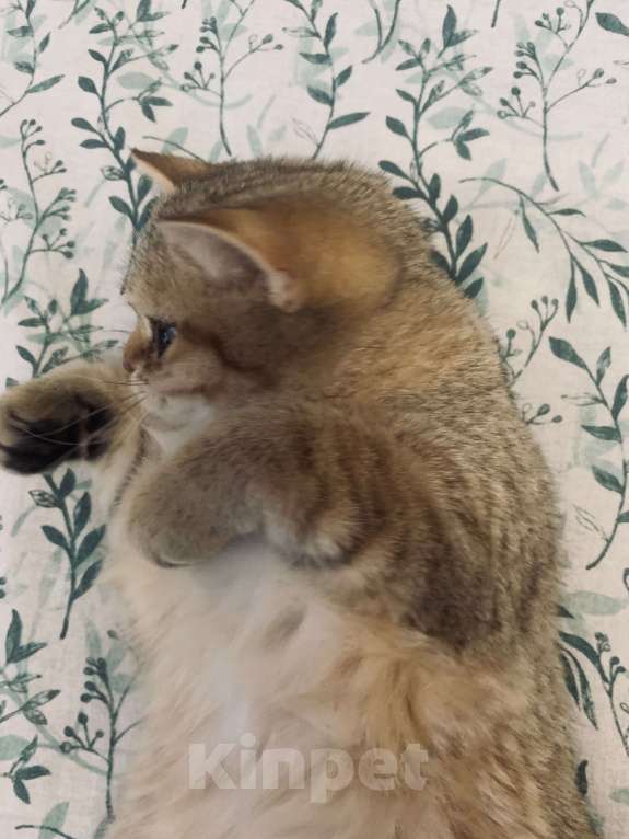 Кошки в Санкт-Петербурге: Котик Мальчик, 1 руб. - фото 3