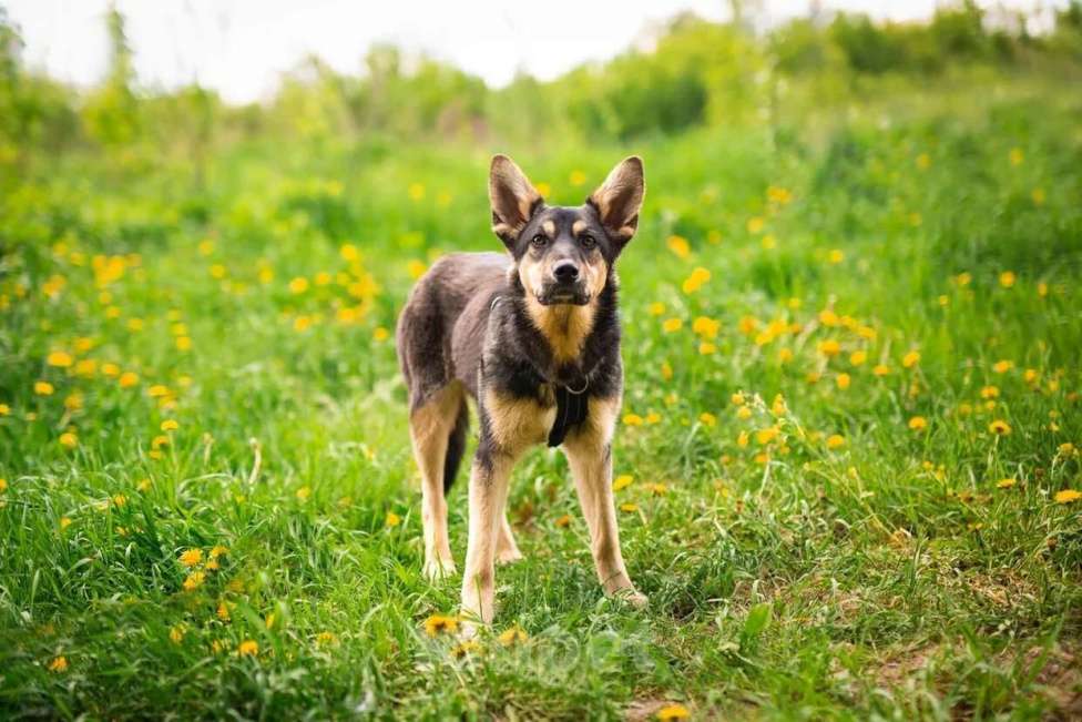 Собаки в Москве: Флеш Мальчик, Бесплатно - фото 7