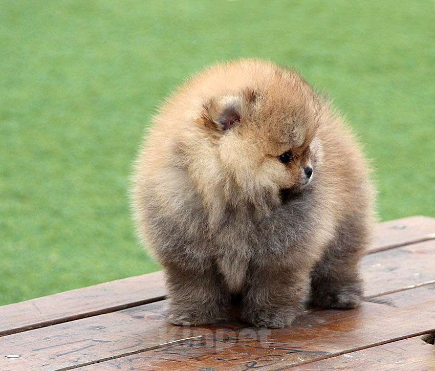 Собаки в Ялте: Померанский шпиц, мальчик Мальчик, 50 000 руб. - фото 1