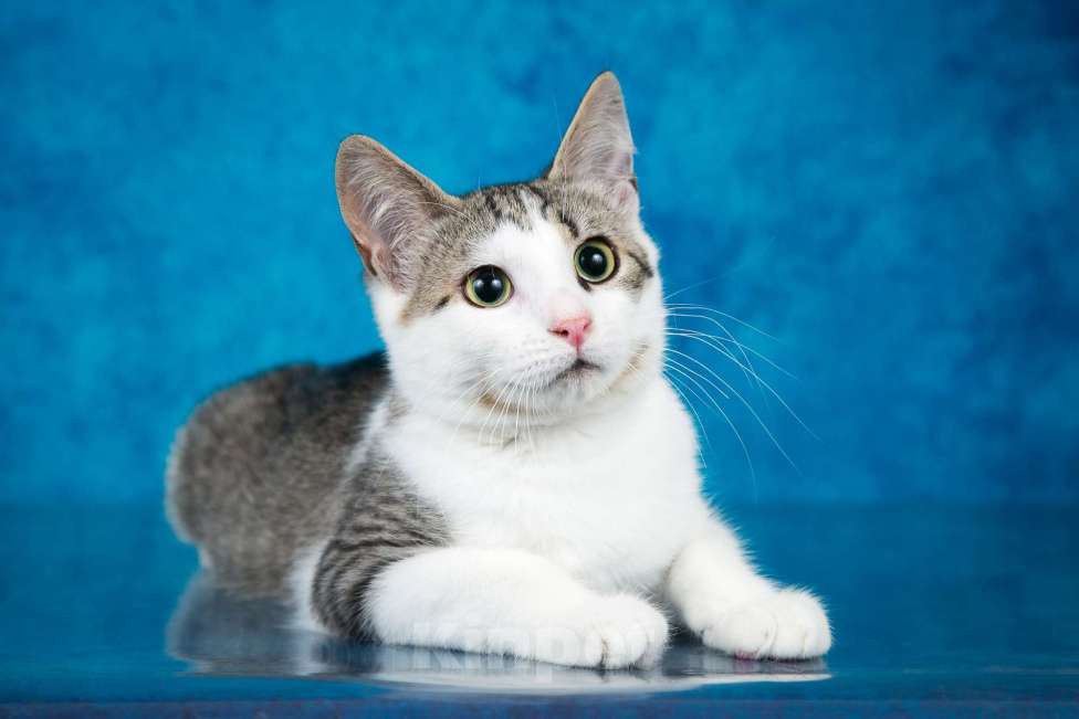 Кошки в Москве: Котёнок Джули Девочка, 1 руб. - фото 4