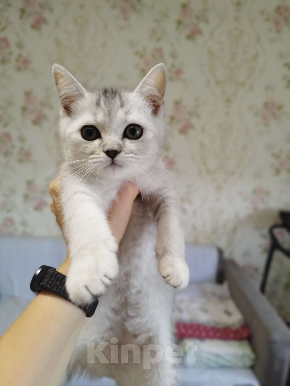 Кошки в Москве: Шотландские котята Девочка, 6 000 руб. - фото 1