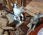 Кошки в Подольске: Кошка на половину Ориентальная/ шотландская  Девочка, Бесплатно - фото 2