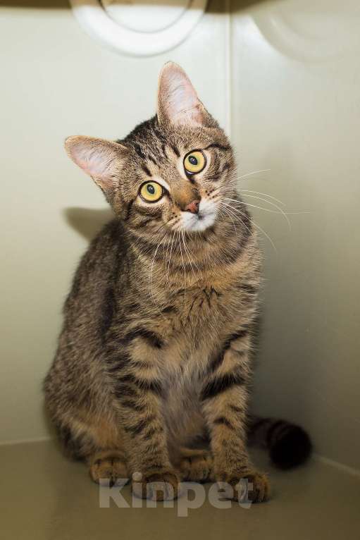 Кошки в Москве: Малыш Крендель – в самые добрые руки    Мальчик, Бесплатно - фото 4