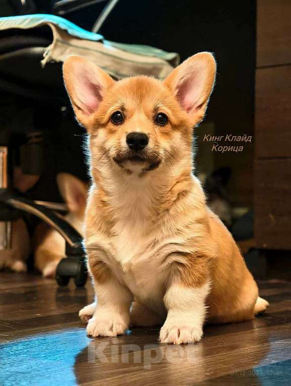 Собаки в Волгограде: Щенок вельш корги пемброк Мальчик, 50 000 руб. - фото 6