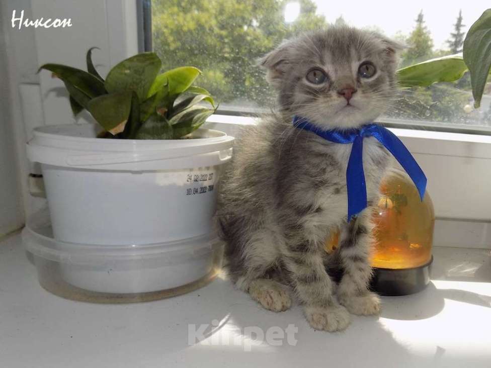Кошки в Москве: Шотландский вислоухий короткошёрстный котёнок Девочка, 15 000 руб. - фото 8
