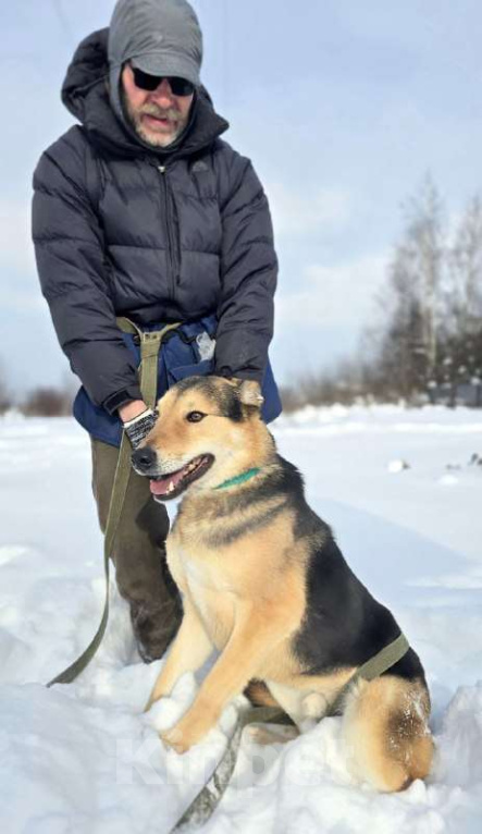 Собаки в Королеве: Марк - нежный мальчик Мальчик, Бесплатно - фото 8