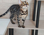 Кошки в Москве: Бенгальские угольные котята  Мальчик, Бесплатно - фото 3