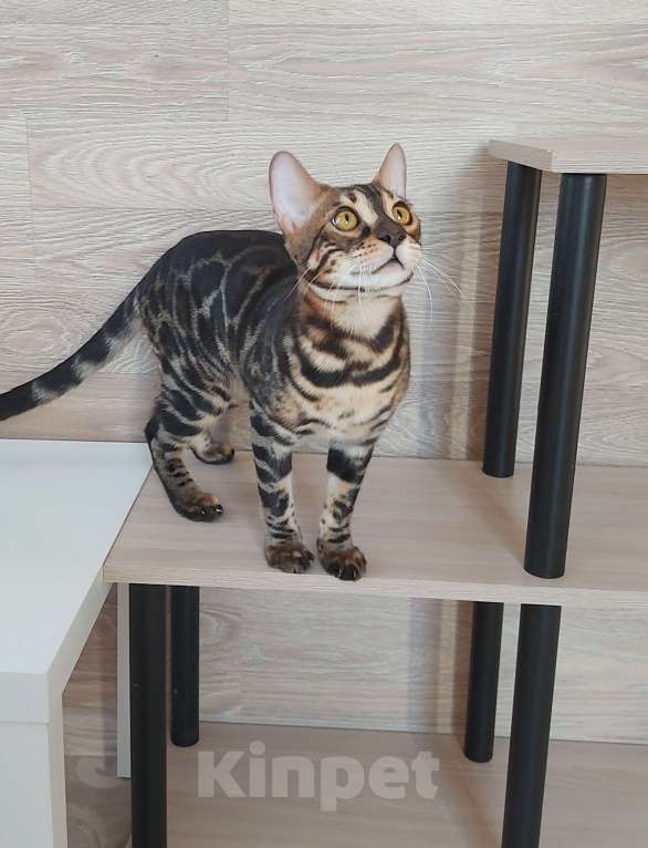 Кошки в Москве: Бенгальские угольные котята  Мальчик, Бесплатно - фото 3