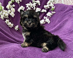 Собаки в Москве: Йорк бэби фейс мальчик чёрный стандарт Мальчик, 50 000 руб. - фото 3
