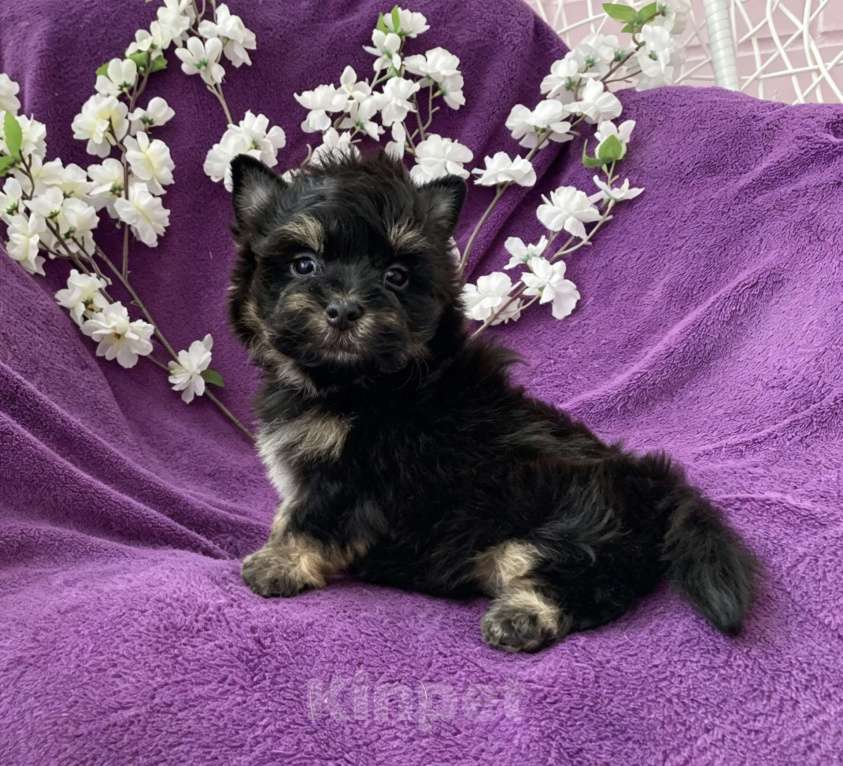 Собаки в Москве: Йорк бэби фейс мальчик чёрный стандарт Мальчик, 50 000 руб. - фото 3