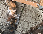 Кошки в Ярославле: Котята в добрые руки Девочка, Бесплатно - фото 7