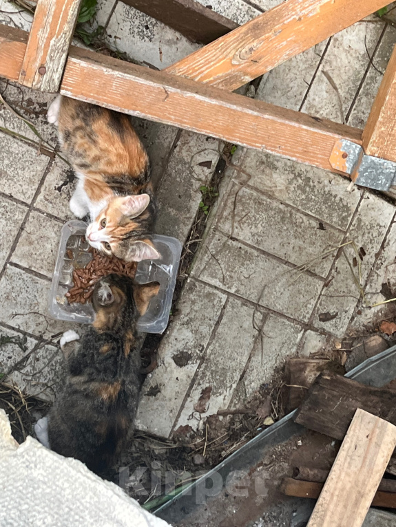 Кошки в Ярославле: Котята в добрые руки Девочка, Бесплатно - фото 7