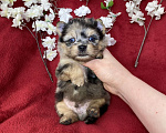 Собаки в Москве: Йорк с двумя голубыми глазами мальчик блю мерле Мальчик, 120 000 руб. - фото 7