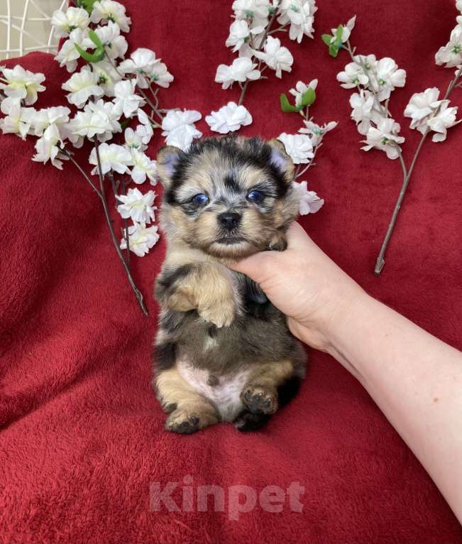 Собаки в Москве: Йорк с двумя голубыми глазами мальчик блю мерле Мальчик, 120 000 руб. - фото 7