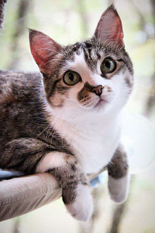 кошка Скалли ищет дом