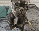 Собаки в Балашихе: Породистые щенки французских бульдогов Девочка, 100 000 руб. - фото 2
