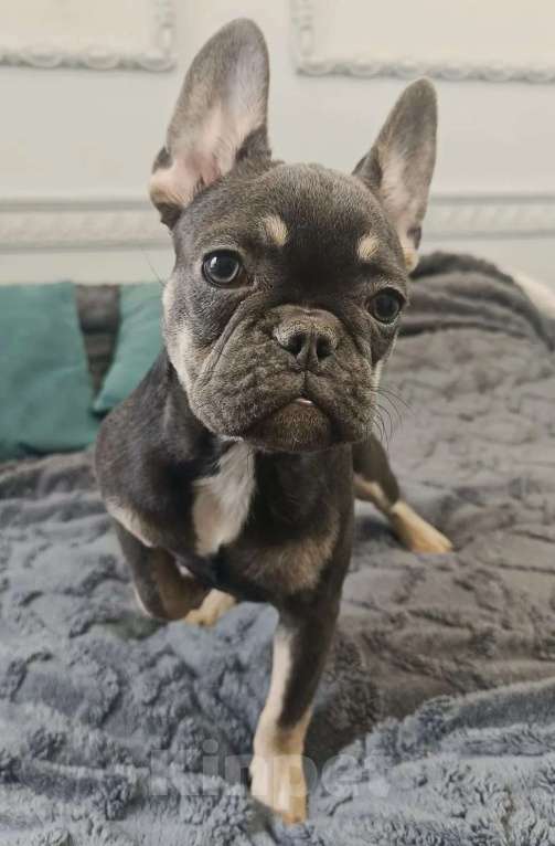 Собаки в Балашихе: Породистые щенки французских бульдогов Девочка, 100 000 руб. - фото 2