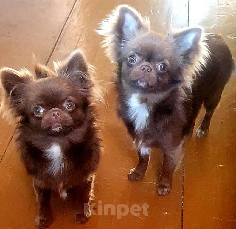 Собаки в Москве: Чихуахуа девочки подрощенные Девочка, Бесплатно - фото 3