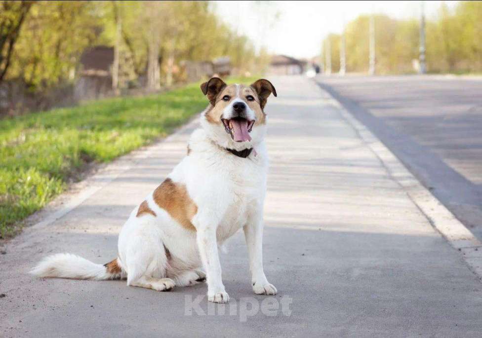 Собаки в Москве: Бомбей Мальчик, Бесплатно - фото 5