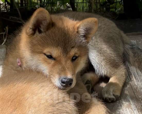 Собаки в Москве: Продажа щенков Сиба ину Девочка, 80 000 руб. - фото 3