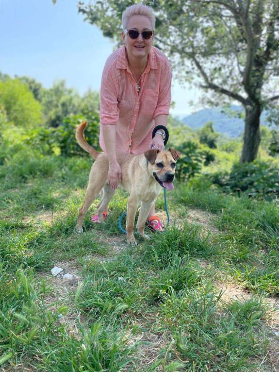 Собаки в других городах Краснодарского края: Метис лабрадора и стаффа в дар с доставкой Мальчик, Бесплатно - фото 4