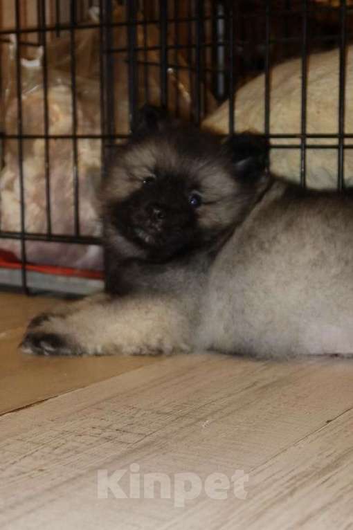 Собаки в Москве: Орион Звездный Из Воронцовского Дворца  Мальчик, 100 000 руб. - фото 3