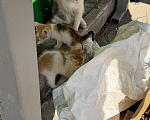 Кошки в Москве: 😻 Они ждут своих родителей… Разнополые, Бесплатно - фото 7