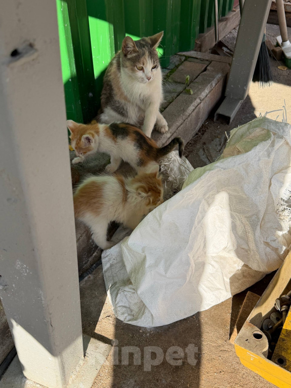 Кошки в Москве: 😻 Они ждут своих родителей… Разнополые, Бесплатно - фото 7