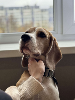 Бигль 4 года