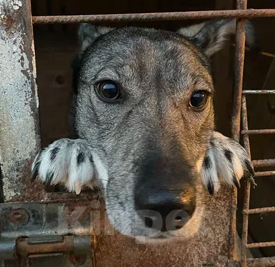 Собаки в Москве: Ракша Девочка, Бесплатно - фото 2