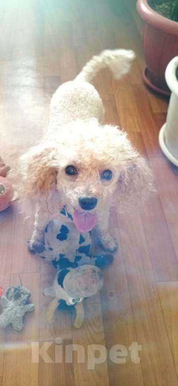 Собаки в Альметьевске: Той-пудель вязка  Мальчик, 1 000 руб. - фото 3