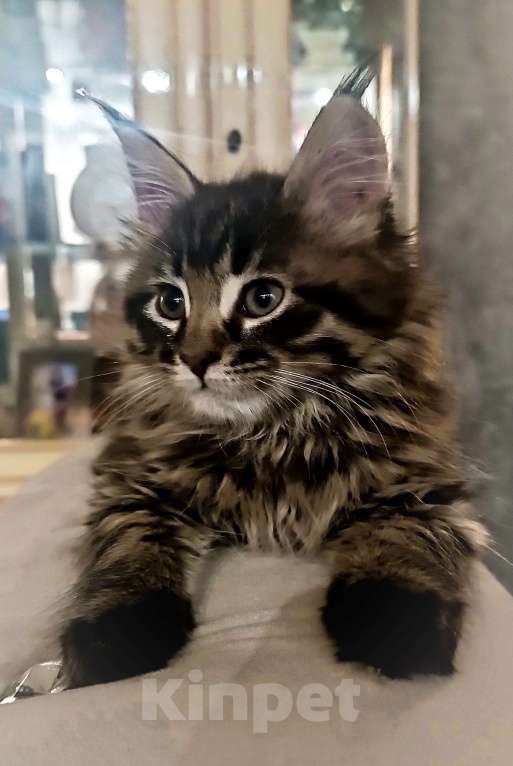 Кошки в Шатуре: Мей-кун котенок Девочка, 10 000 руб. - фото 8