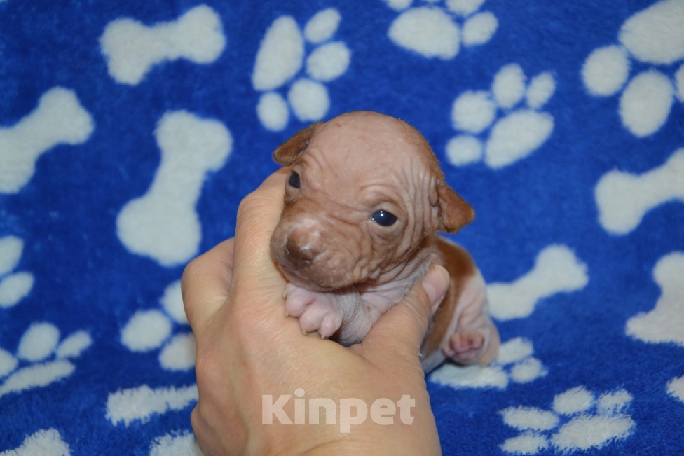 Собаки в Москве: Щенки американского голого терьера  Девочка, 40 000 руб. - фото 2