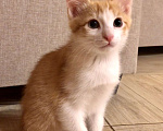 Кошки в Солнечногорске: Самый Аристократичный из 3-х котов - Маркиз Мальчик, 99 руб. - фото 9