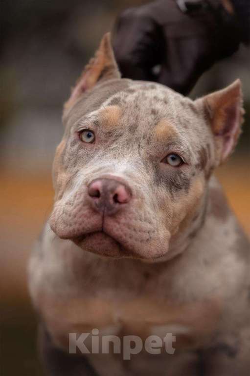 Собаки в Нижнем Новгороде: Девочка в типе покет Девочка, 100 000 руб. - фото 2