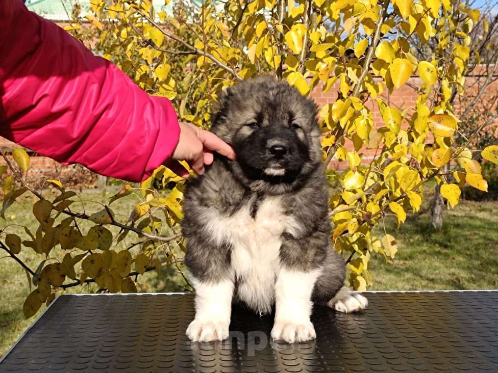 Собаки в Екатеринбурге: Классные, яркие , нарядные малыши от рабочих родителей, несколько поколений можно на Мальчик, 50 000 руб. - фото 1