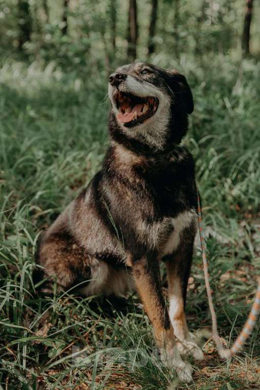 Собаки в Москве: Лея Девочка, Бесплатно - фото 9