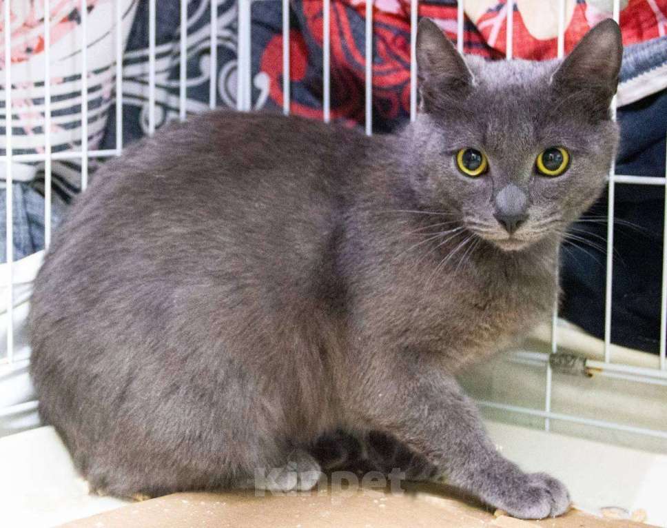 Кошки в Королеве: Русская голубая метис. В добрые руки Мальчик, Бесплатно - фото 3