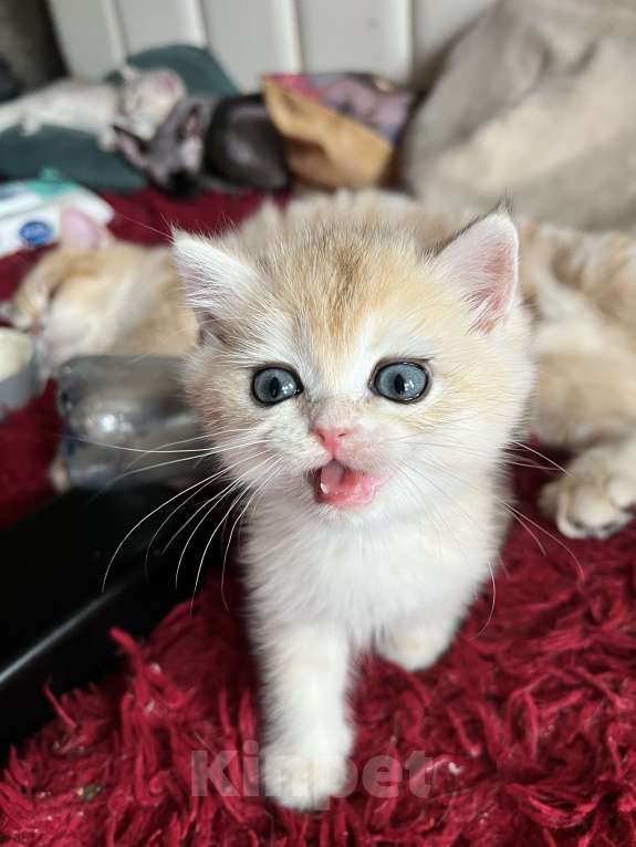 Кошки в Воронеже: Нежный, ласковый мальчик  Мальчик, 40 000 руб. - фото 9