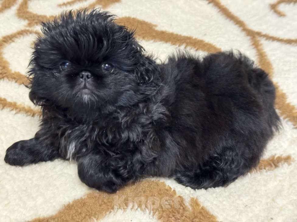 Собаки в Кургане: Щенок пекинеса Девочка, 20 000 руб. - фото 1